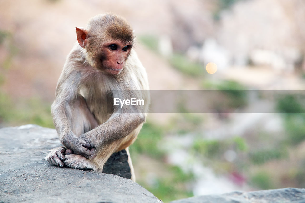 Monkey sitting on rock at temple