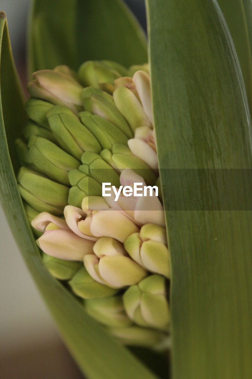 High angle view of a hyacinth