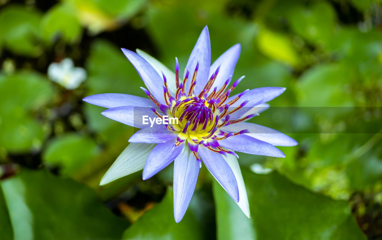 CLOSE-UP OF PURPLE FLOWER AGAINST BLURRED BACKGROUND