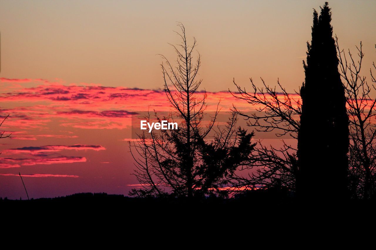 SILHOUETTE TREE AGAINST SKY DURING SUNSET