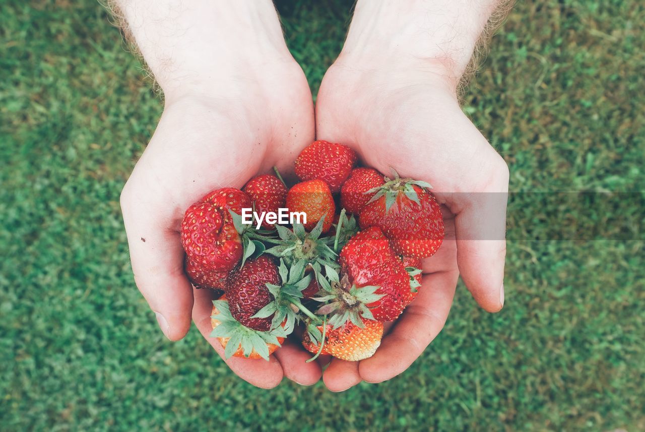 Cropped hands of man holding strawberries over field