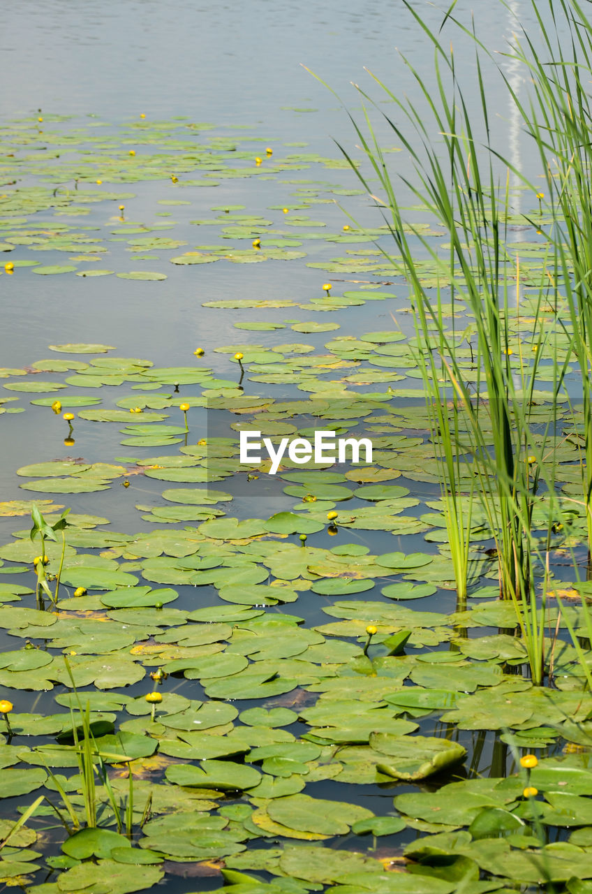 WATER LILY IN LAKE