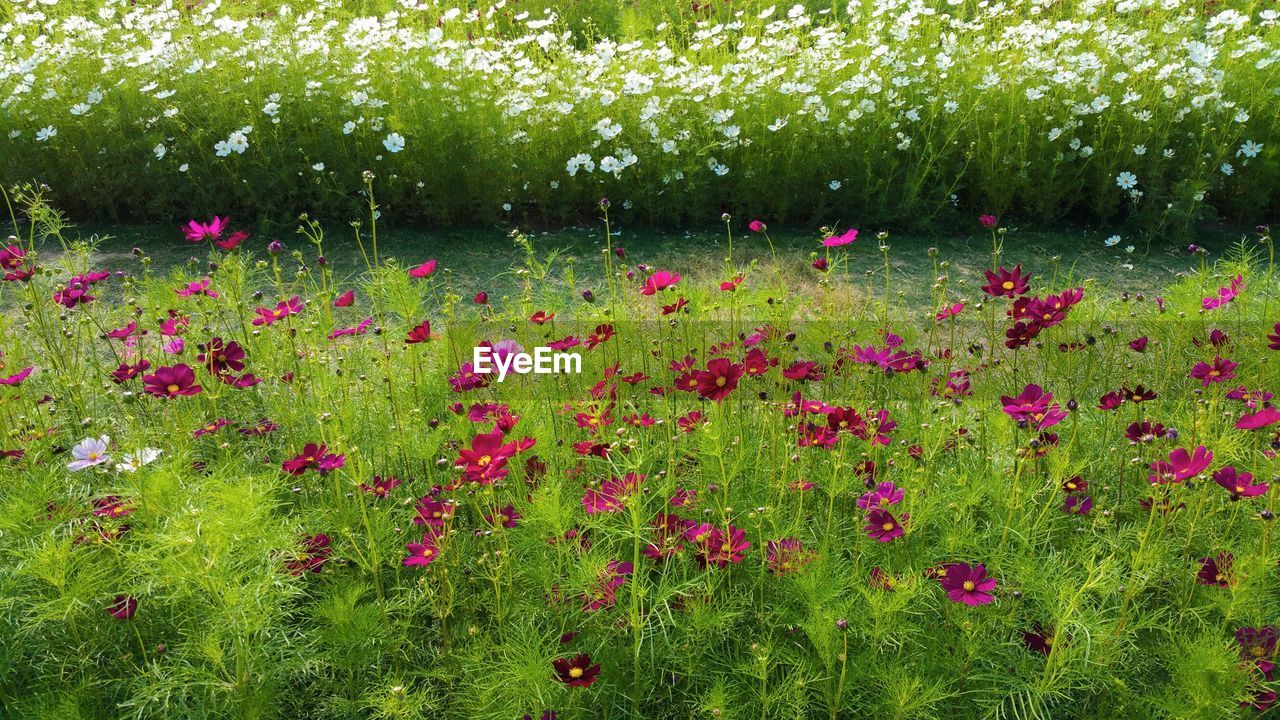 High angle view of flowers growing on field