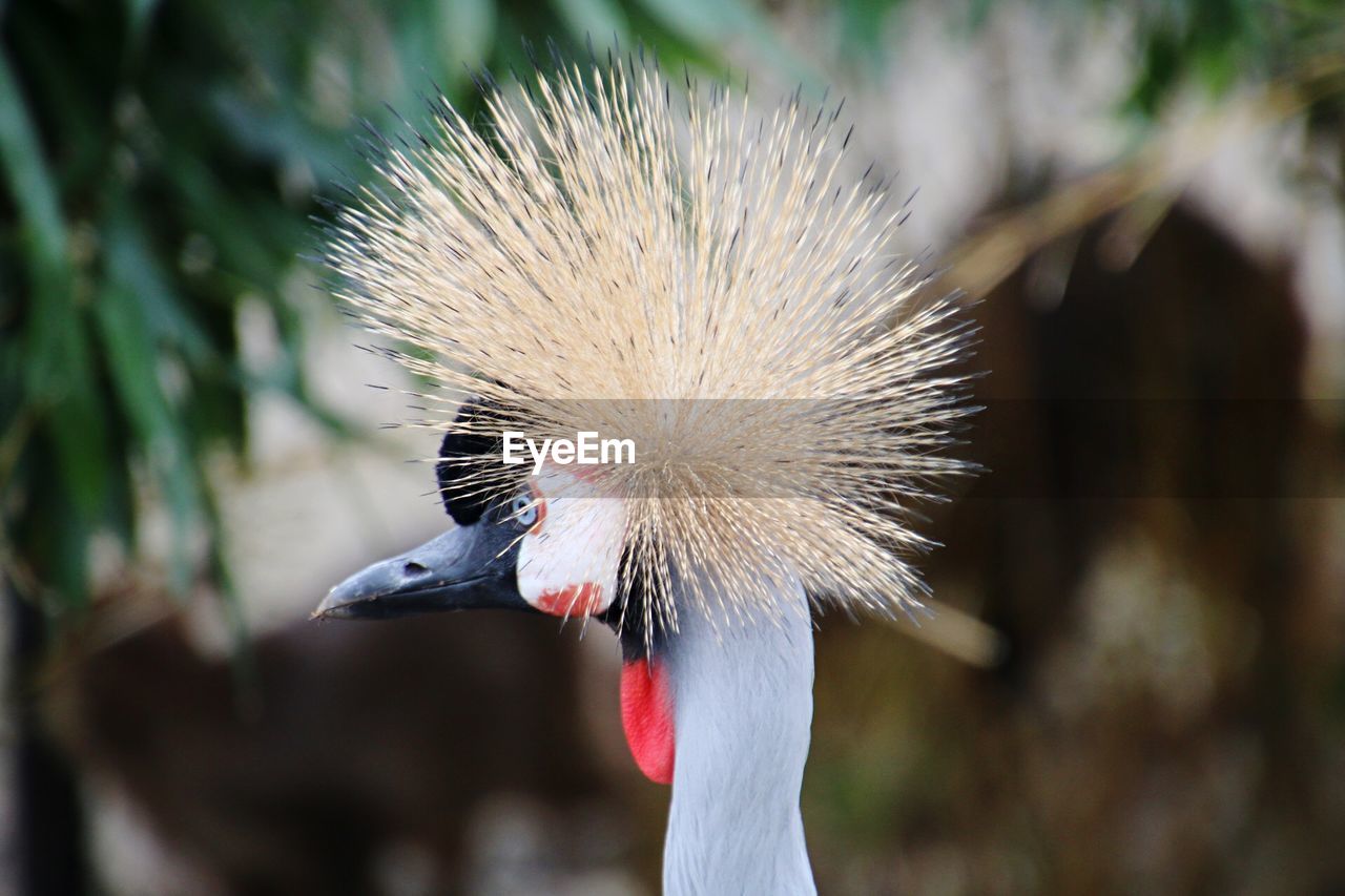 CLOSE-UP OF A BIRD ON THE LAND