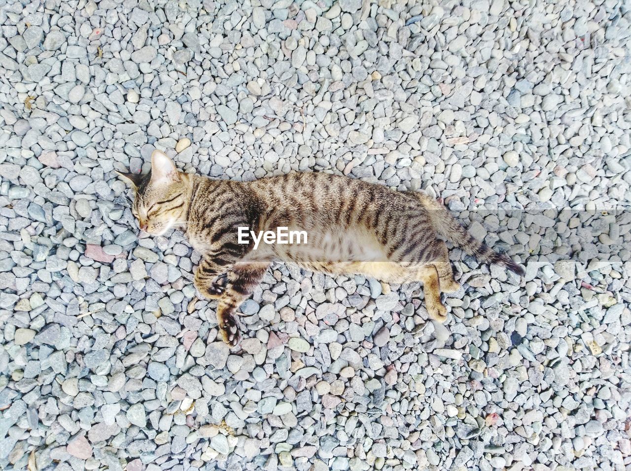 HIGH ANGLE VIEW OF CAT LYING ON ROCK