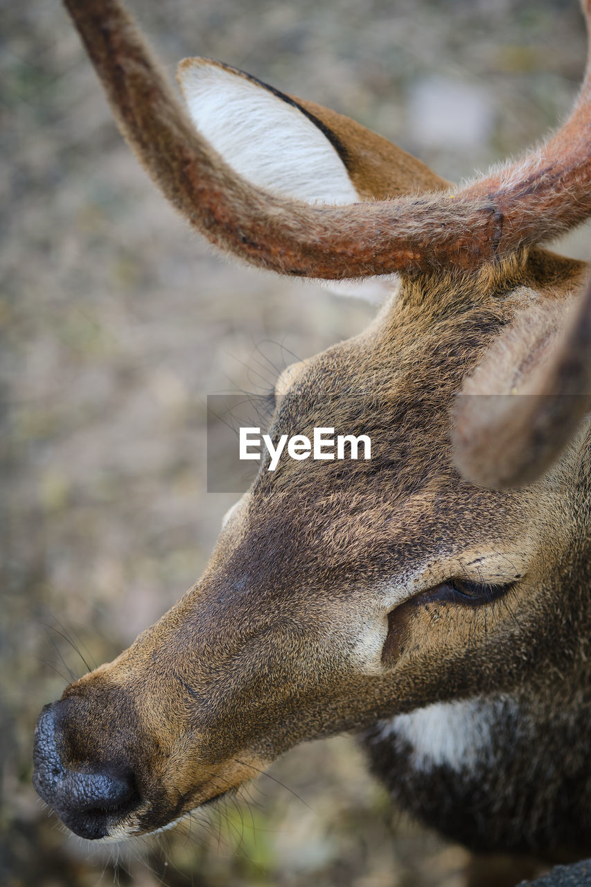 CLOSE-UP OF DEER IN A FIELD