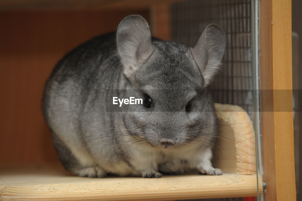 CLOSE-UP PORTRAIT OF A RABBIT