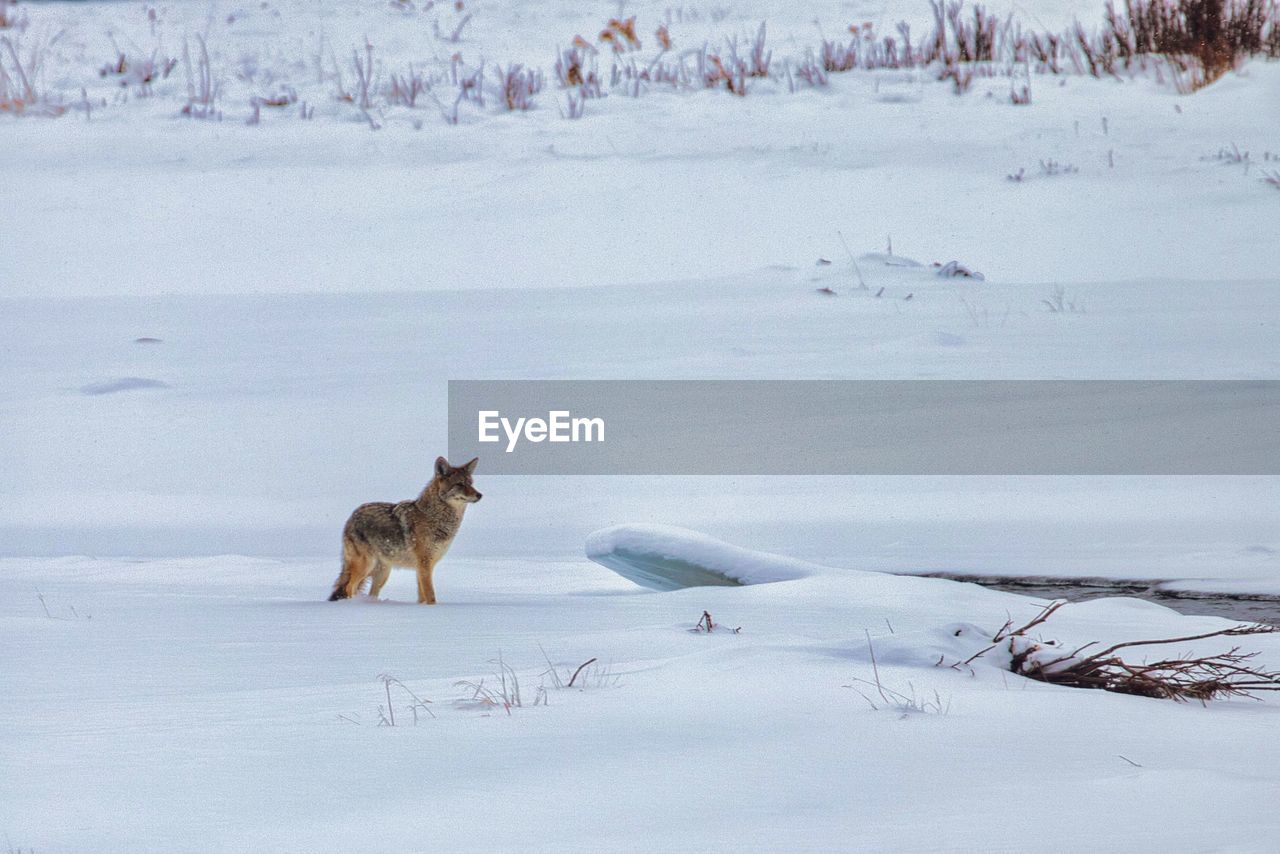 Lone coyote in snow covered field in yellowstone national park