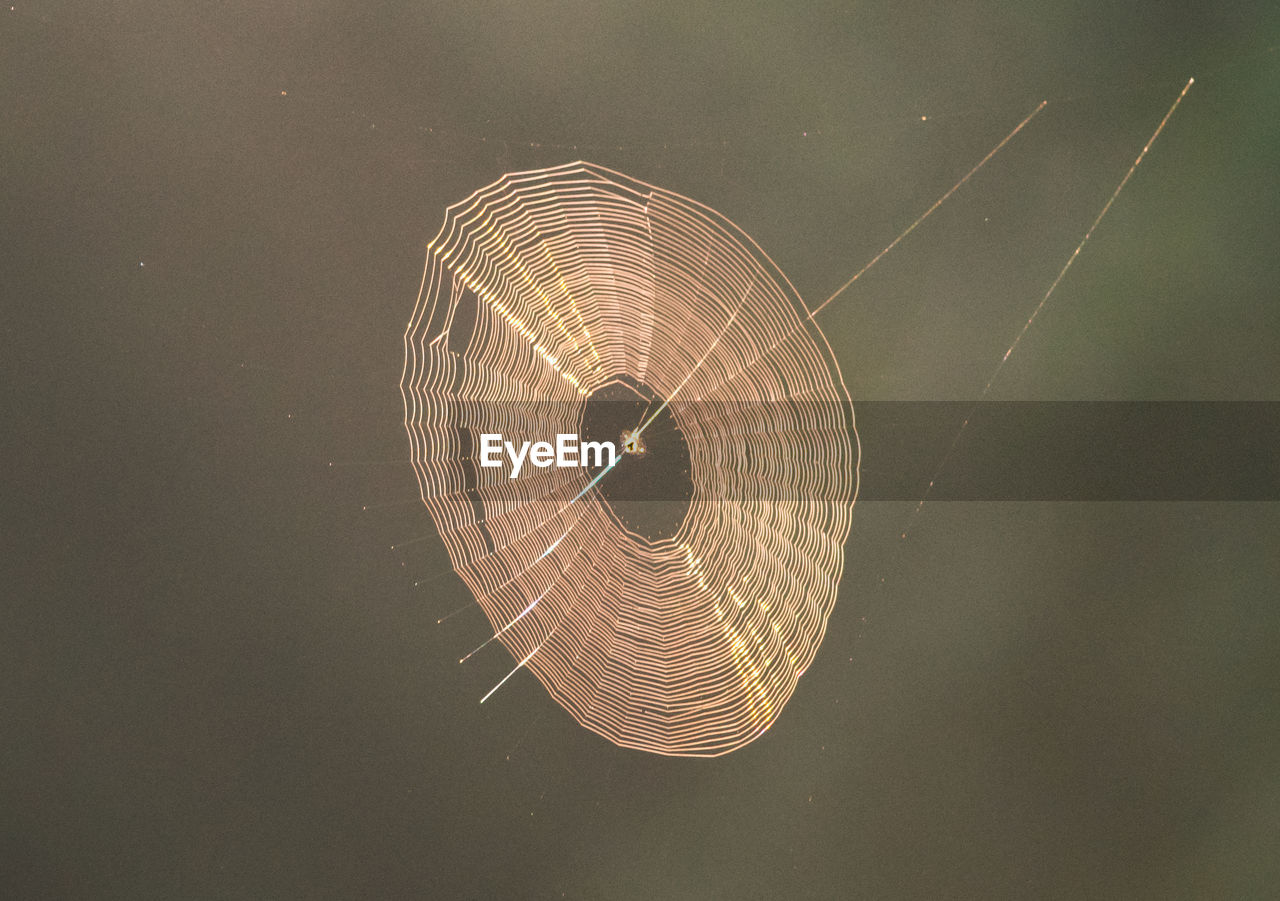 LOW ANGLE VIEW OF SPIDER WEB AGAINST BLACK BACKGROUND