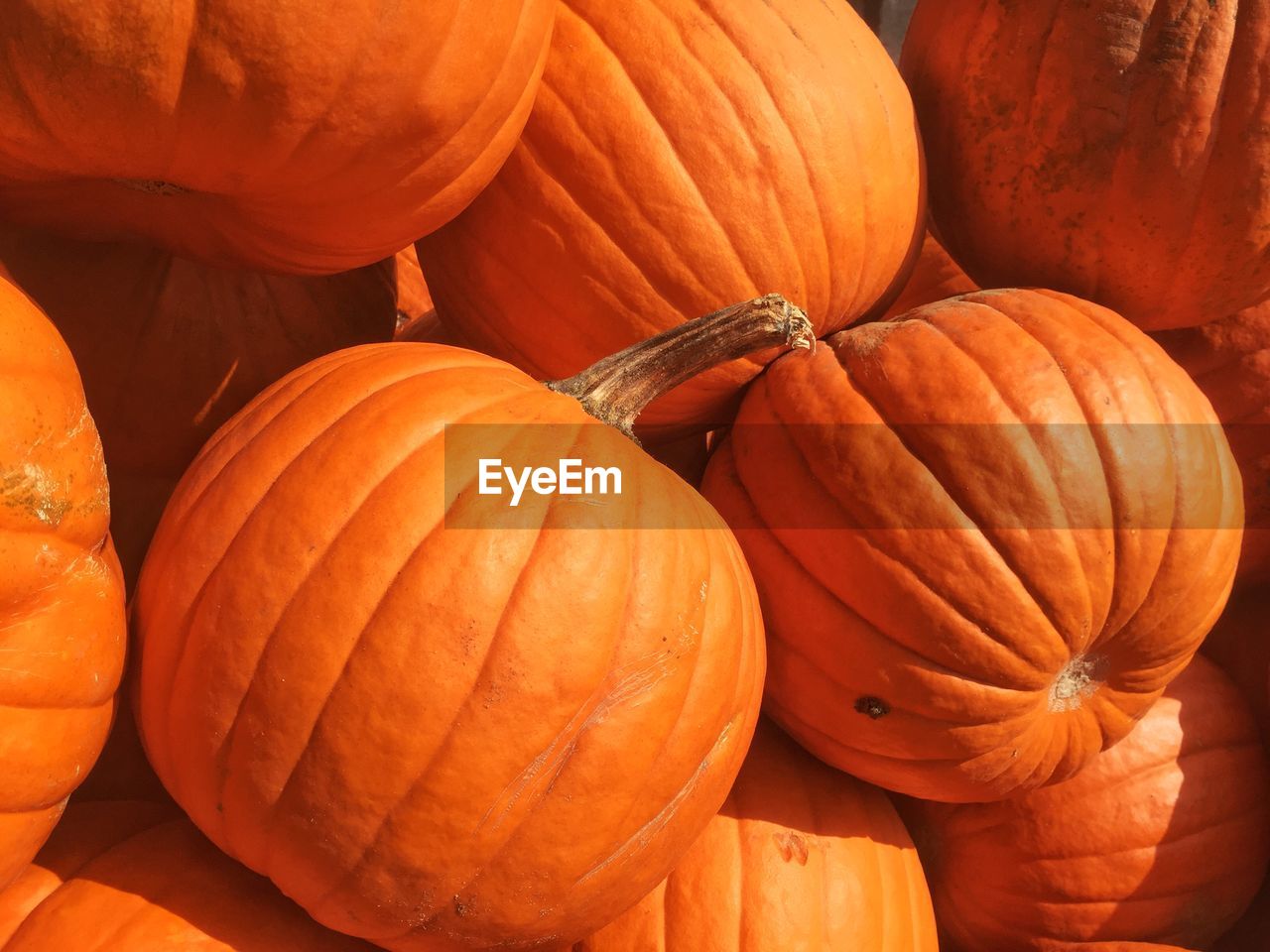 High angle view of pumpkins in market