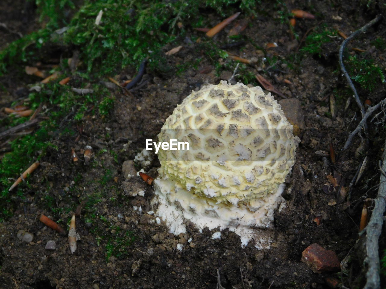 HIGH ANGLE VIEW OF PLANTS GROWING ON FIELD