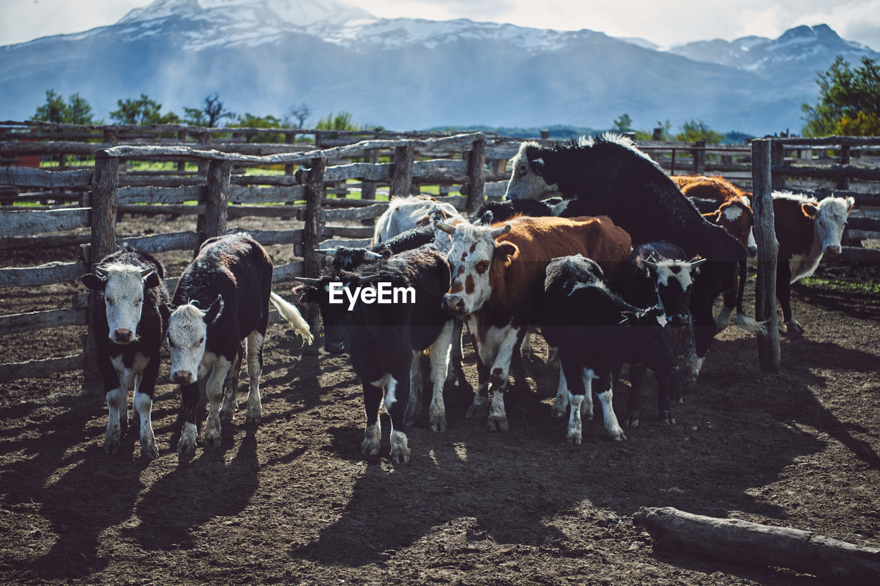 Cows standing in a field in chilean patagonia