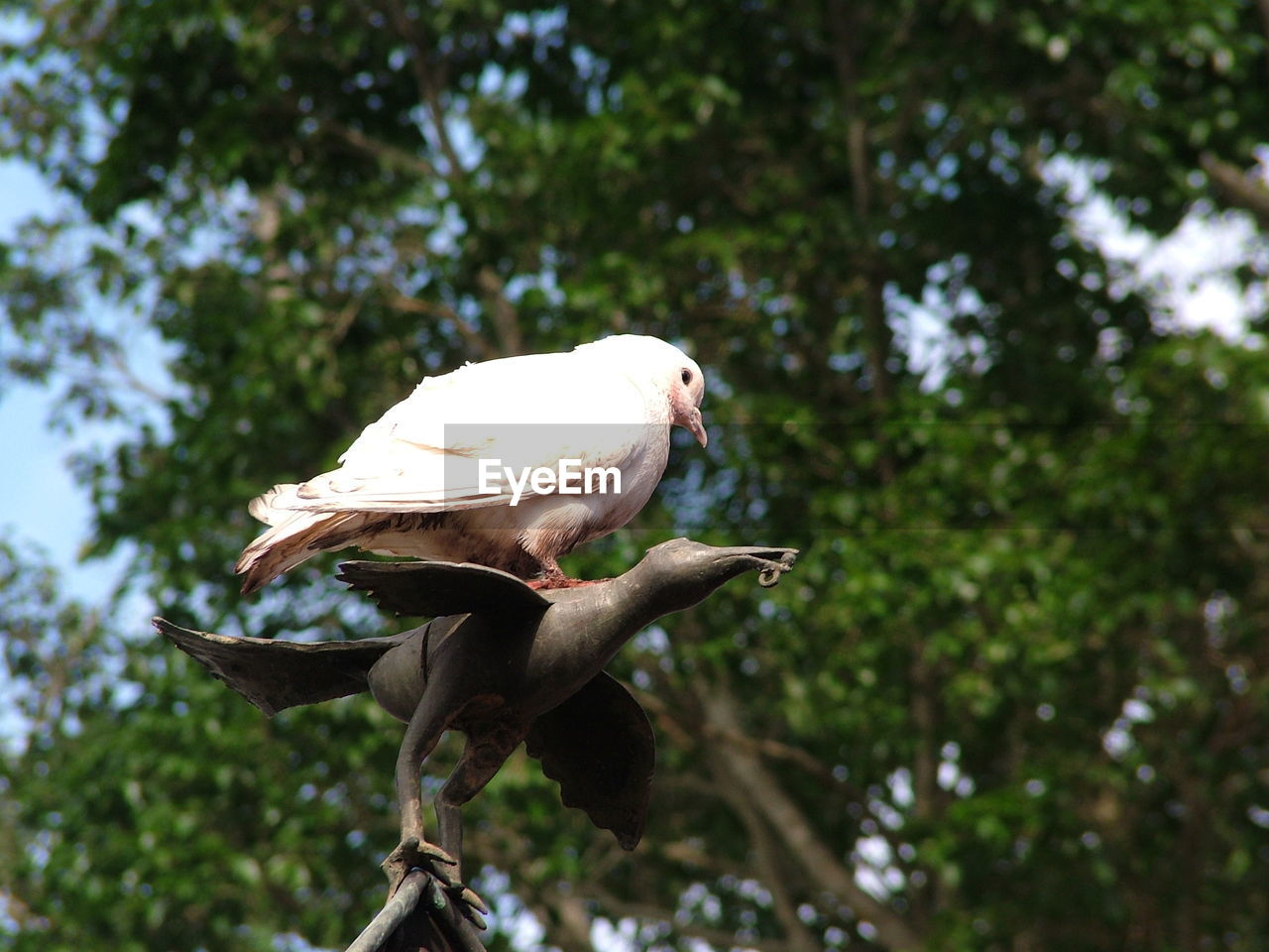 Low angle view of dove perching on sculpture