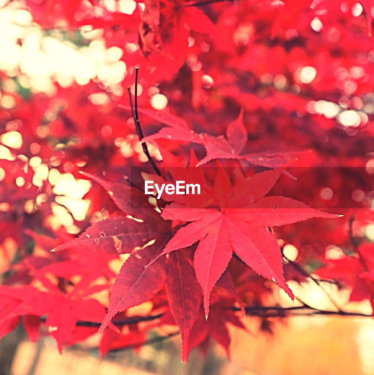 Close-up of maple leaves on tree in forest