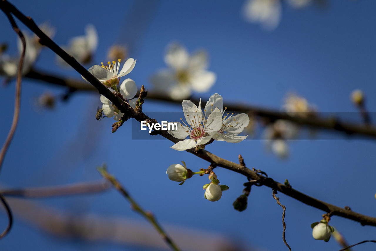 LOW ANGLE VIEW OF CHERRY BLOSSOM ON BRANCH