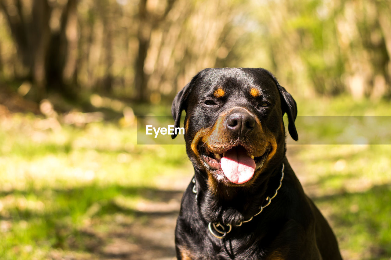 Close-up portrait of black dog