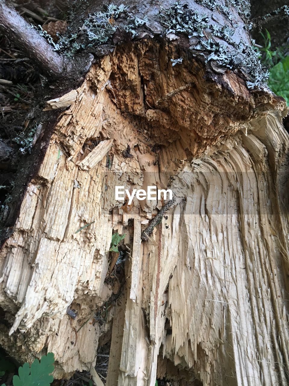 LOW ANGLE VIEW OF TREE TRUNK ON WALL