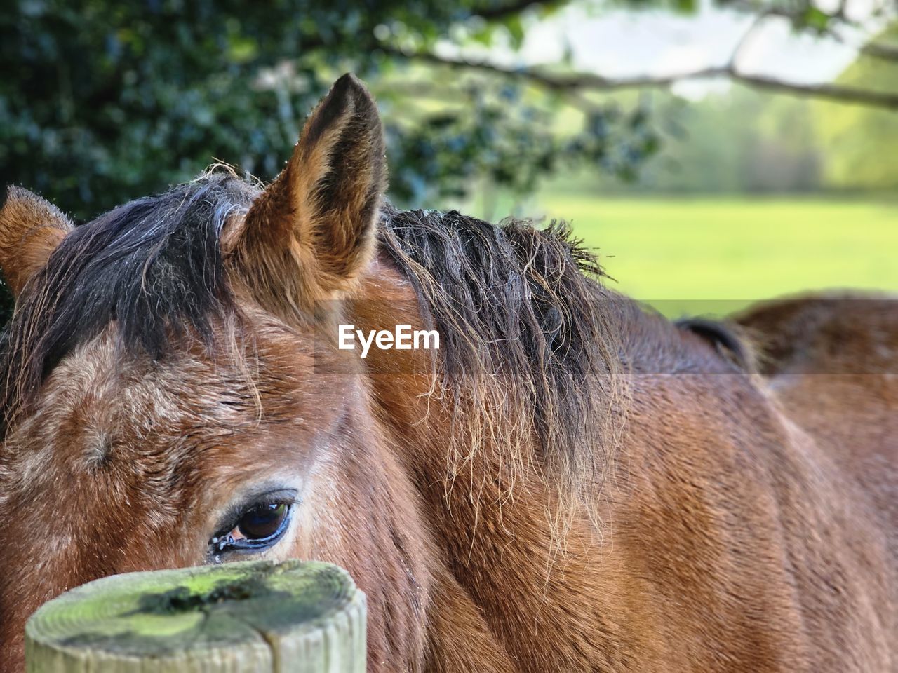 horse, animal themes, animal, mammal, animal wildlife, domestic animals, mane, livestock, one animal, pet, animal body part, wildlife, no people, brown, animal head, mare, nature, close-up, day, working animal, pack animal, mustang horse, focus on foreground, pasture, outdoors, stallion, grass, foal, portrait, plant, animal hair, halter, donkey, herbivorous