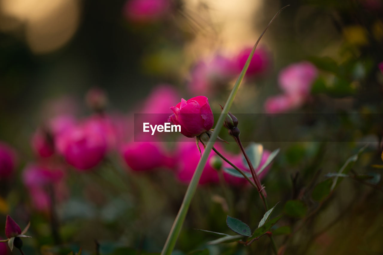 CLOSE-UP OF PINK ROSE PLANT