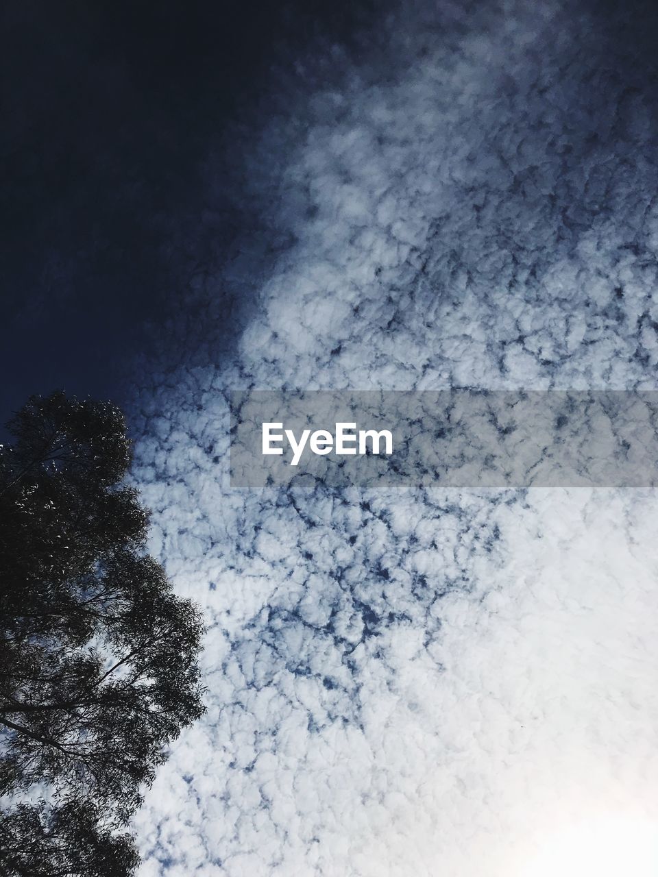 Low angle view of trees against blue sky