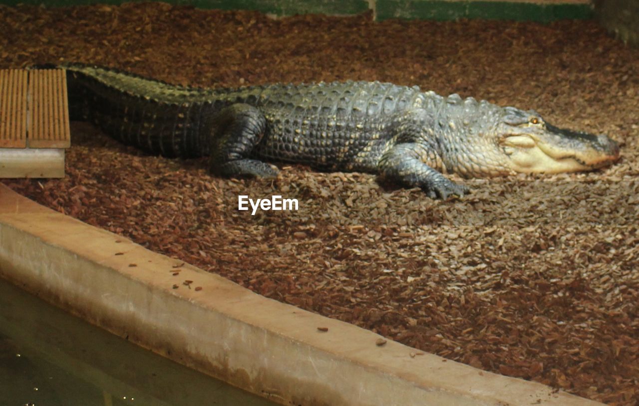 Side view of an alligator