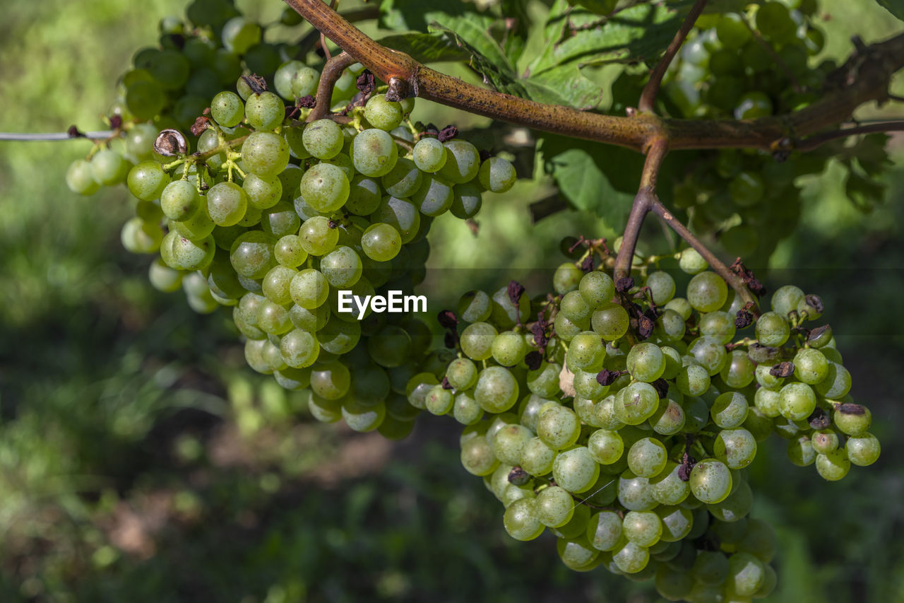 close-up of grapes