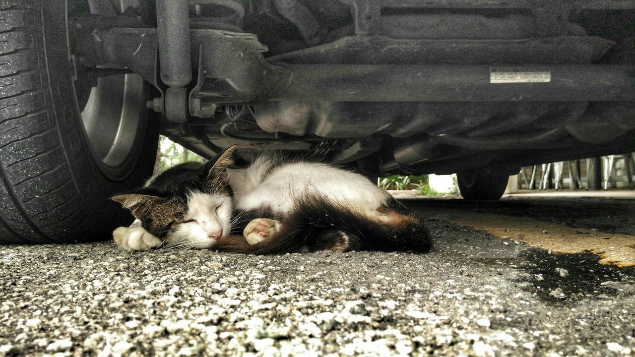 Cat sleeping below car on street