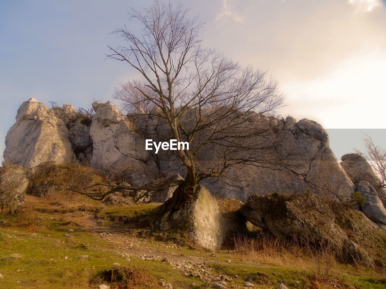 VIEW OF TREE ON LANDSCAPE AGAINST SKY