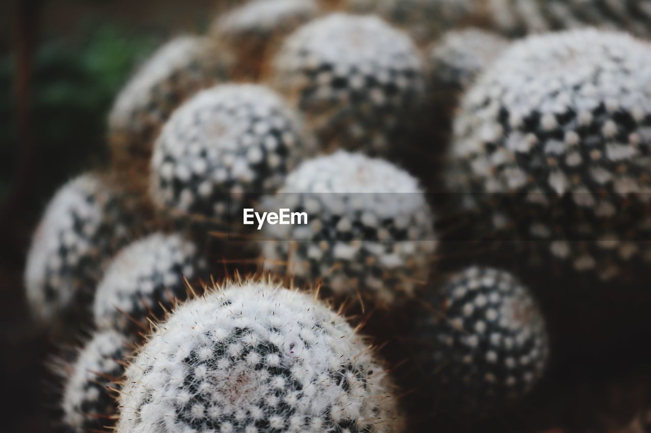 Close-up of cactus