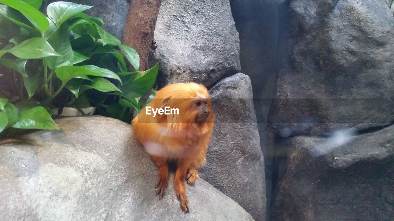 Close-up of golden lion tamarin on rock in zoo