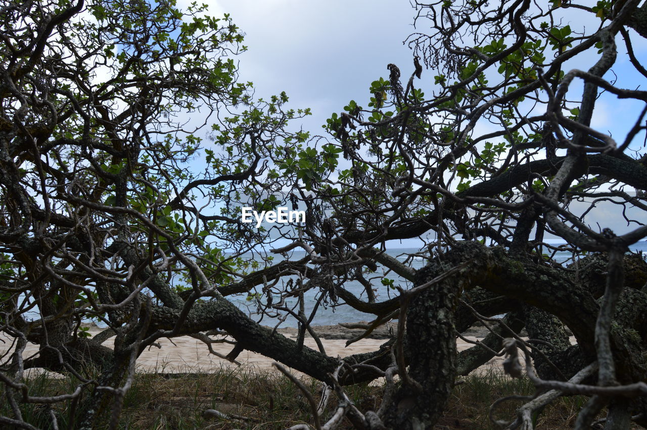 LOW ANGLE VIEW OF BRANCHES AGAINST SKY
