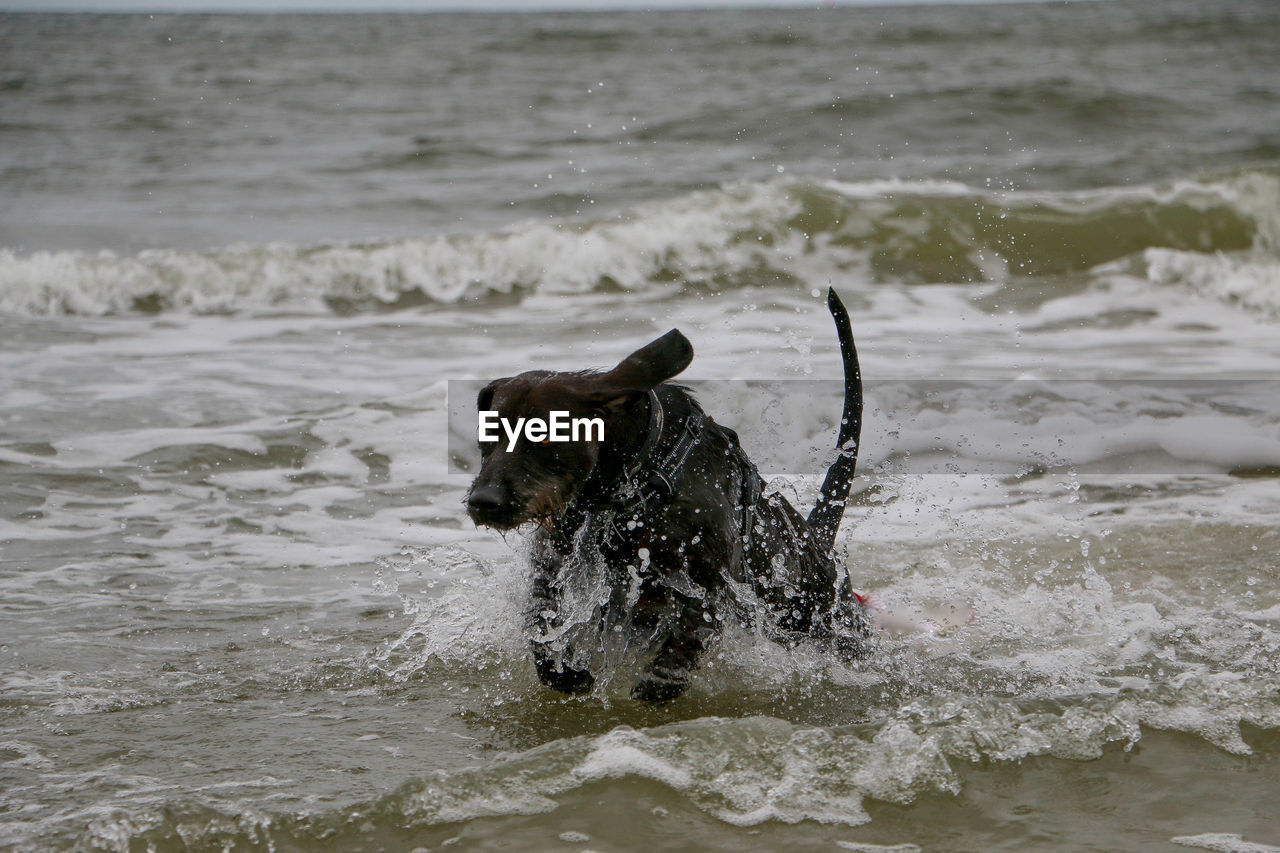 DOG STANDING IN SEA