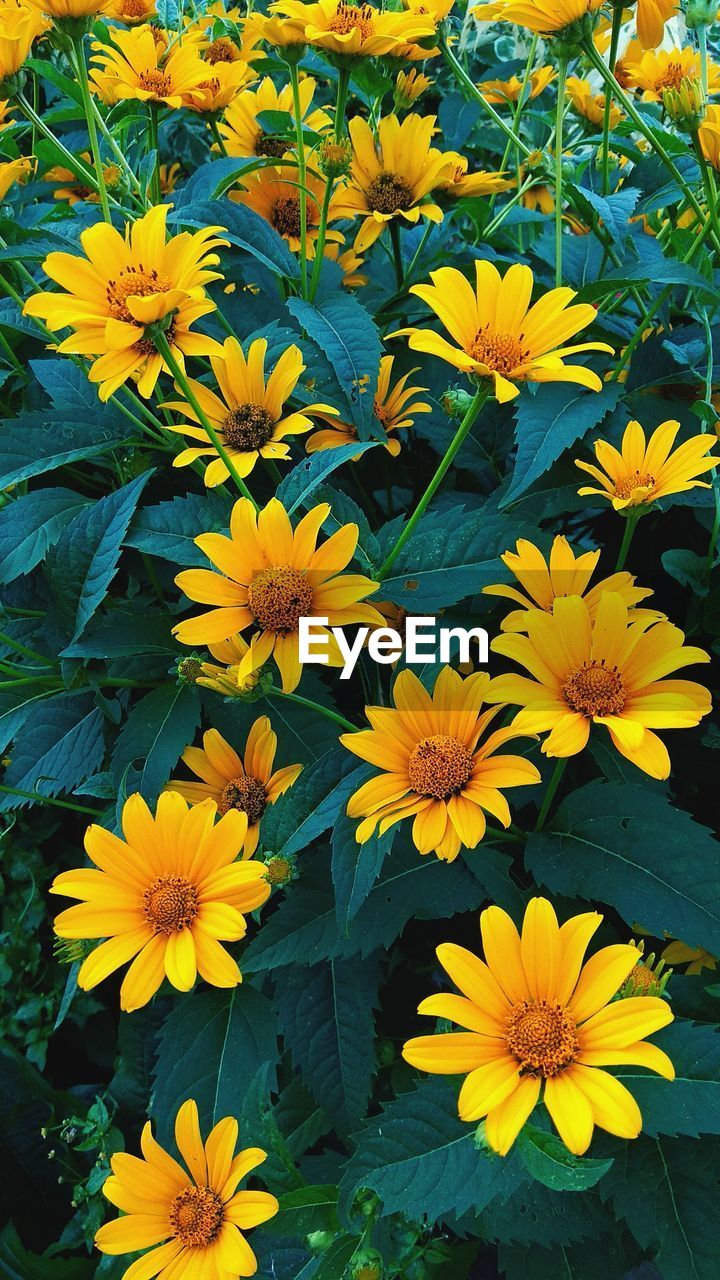 High angle view of yellow flowering plant