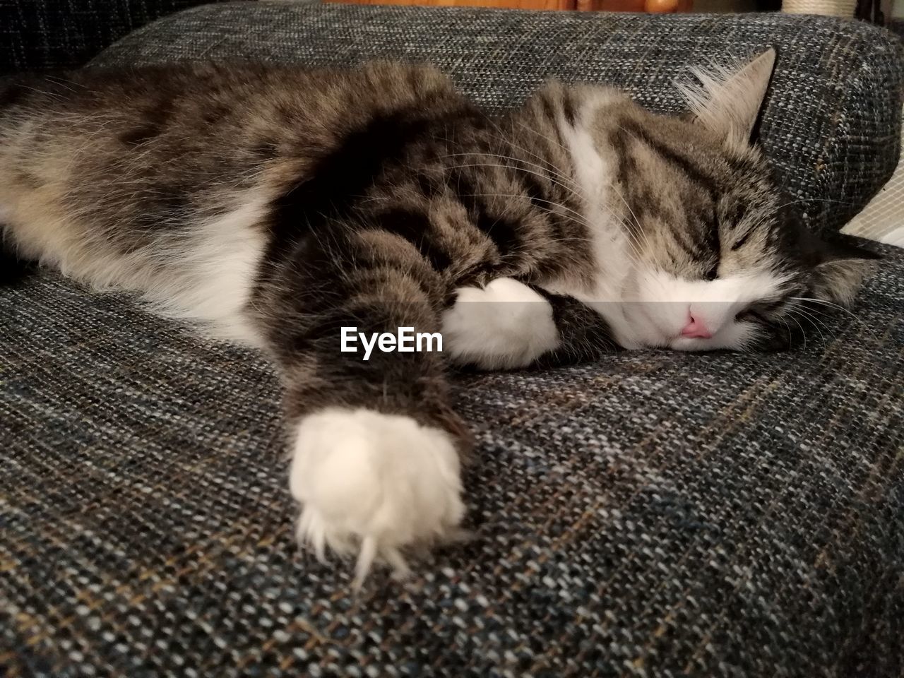 CLOSE-UP OF CAT SLEEPING ON SOFA