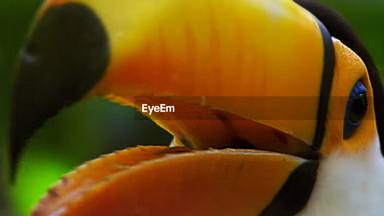 CLOSE-UP OF ORANGE FLOWER IN POT