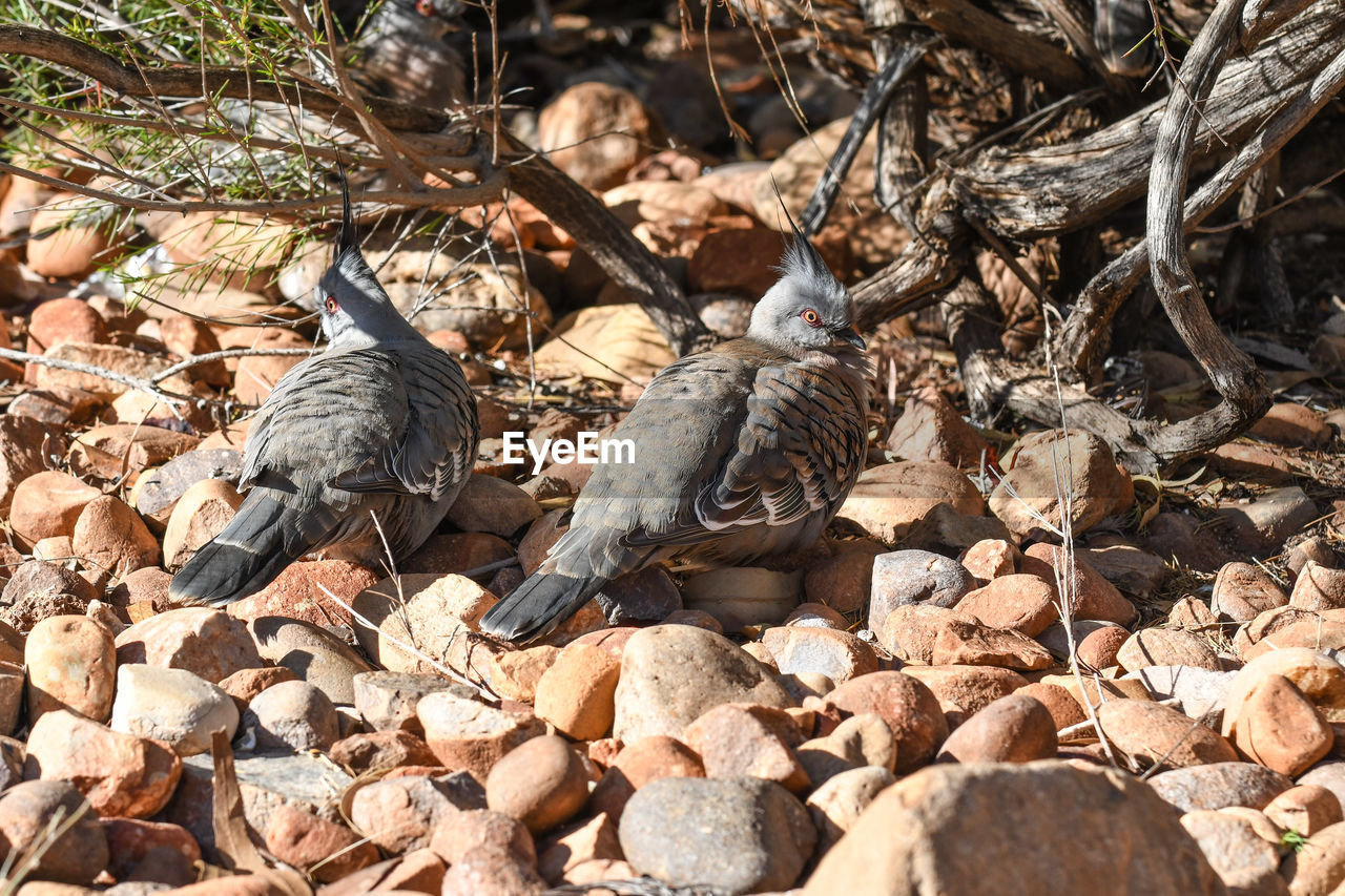 HIGH ANGLE VIEW OF BIRD PERCHING ON STONES