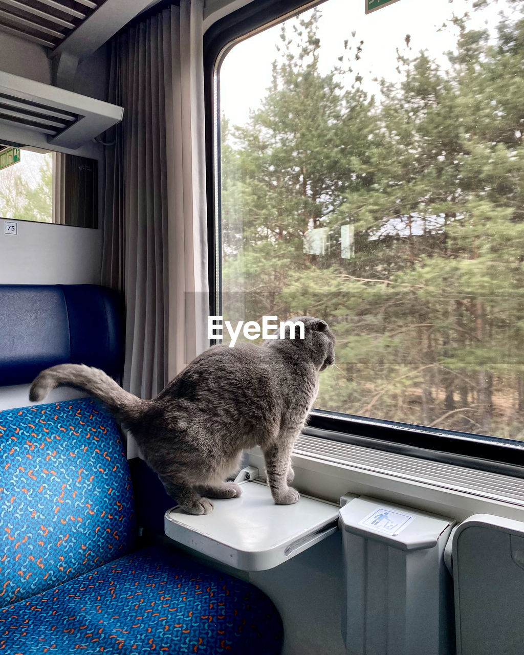 Cat sitting in a car train  window travel 