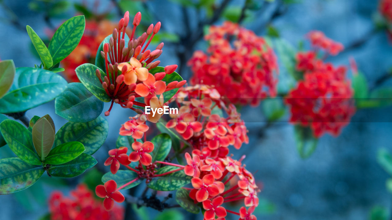 Close-up of red flowering plants