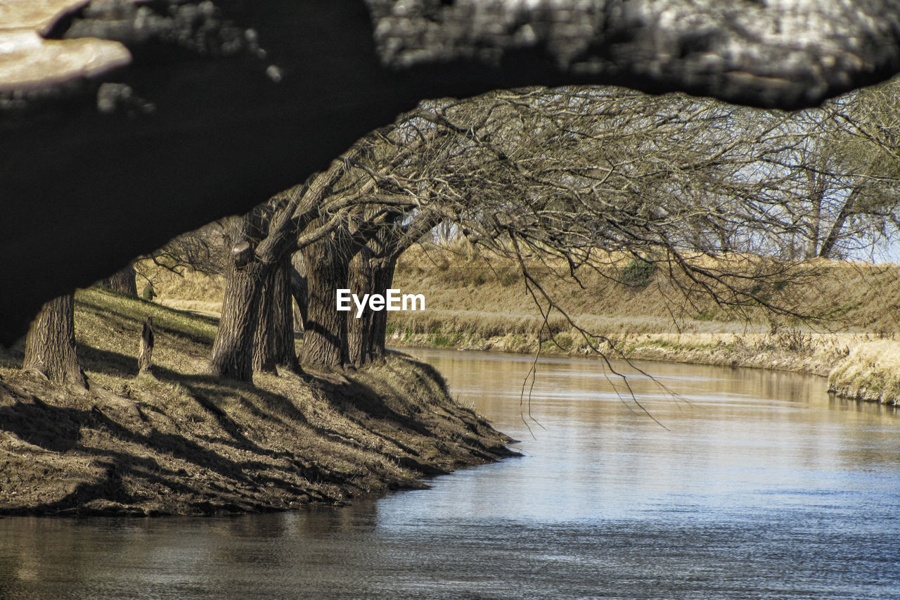 Close-up of tree by lake