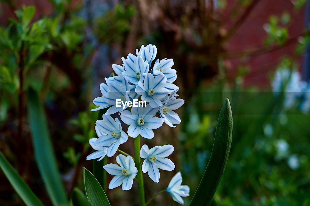 Close-up of white flowering plant