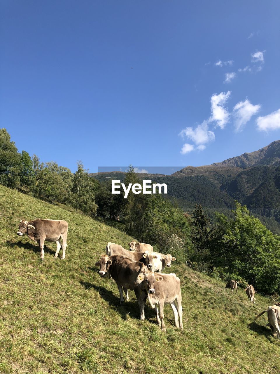 COWS GRAZING IN FIELD