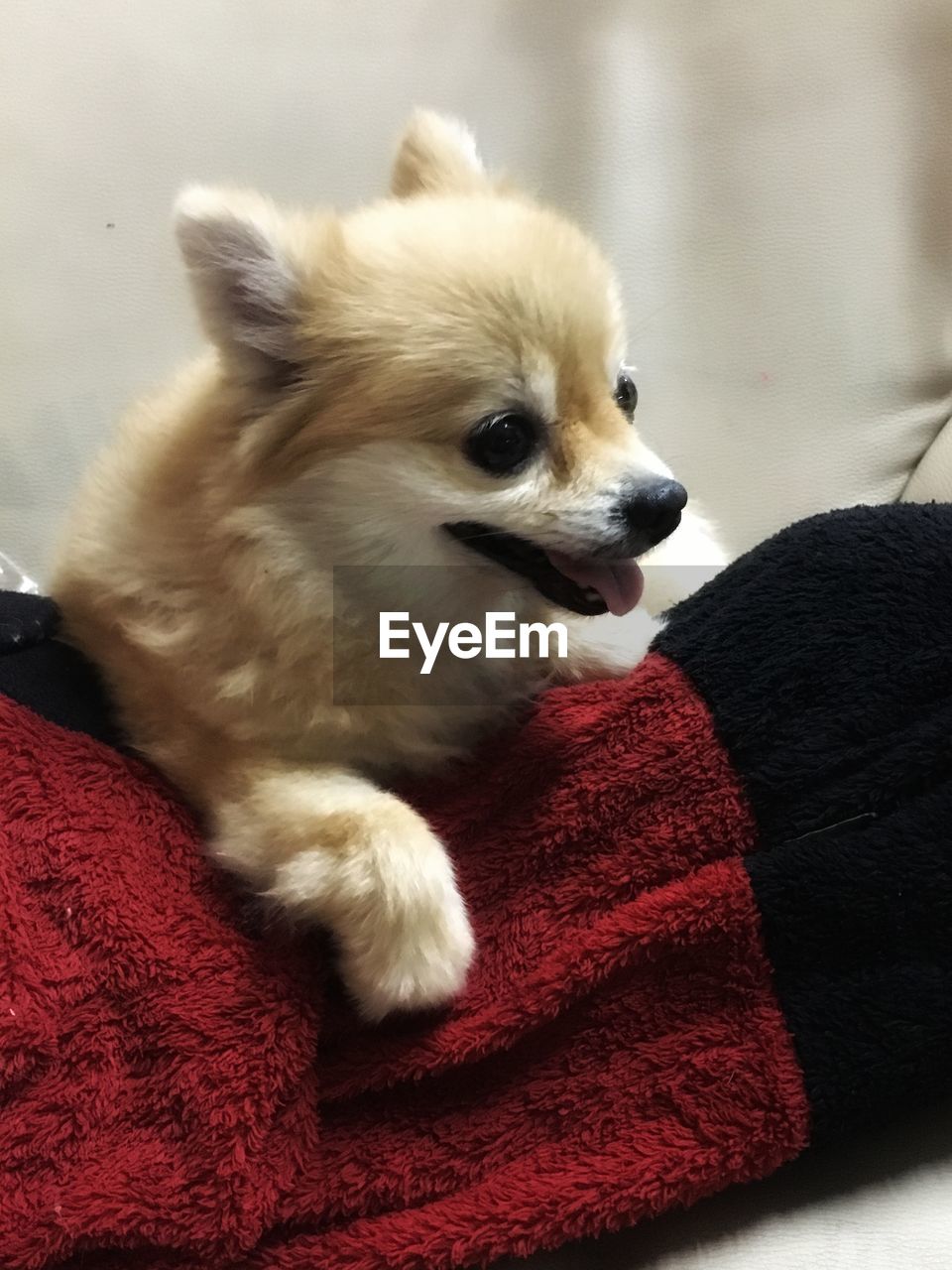 CLOSE-UP OF DOG LOOKING AWAY WHILE RELAXING AT HOME