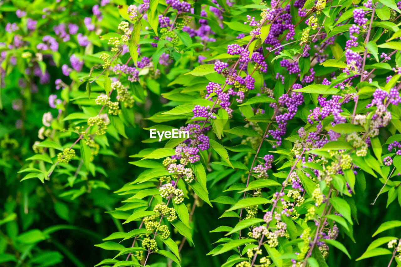 Close-up of purple flowering plants