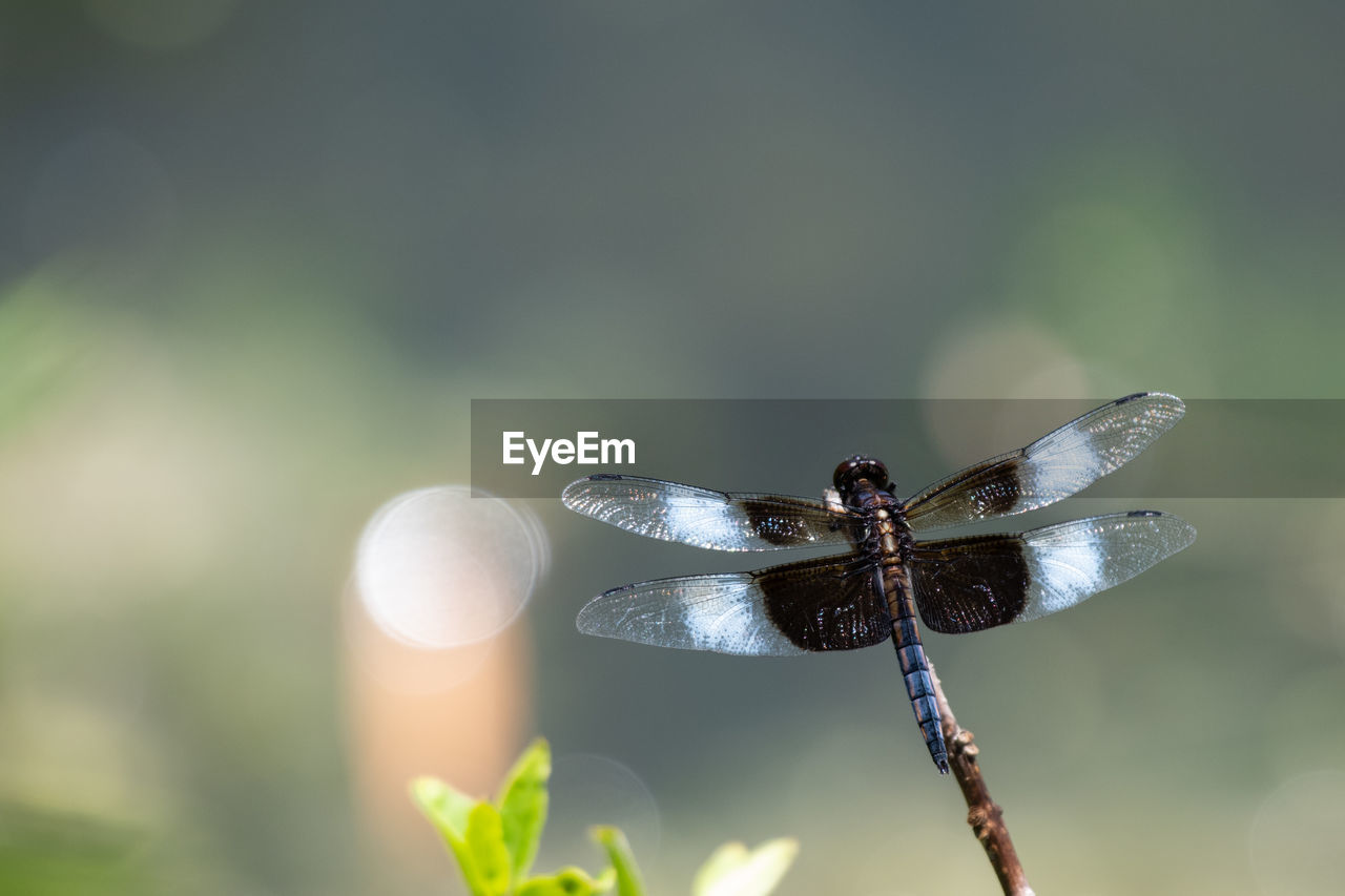 VIEW OF DRAGONFLY ON PLANT