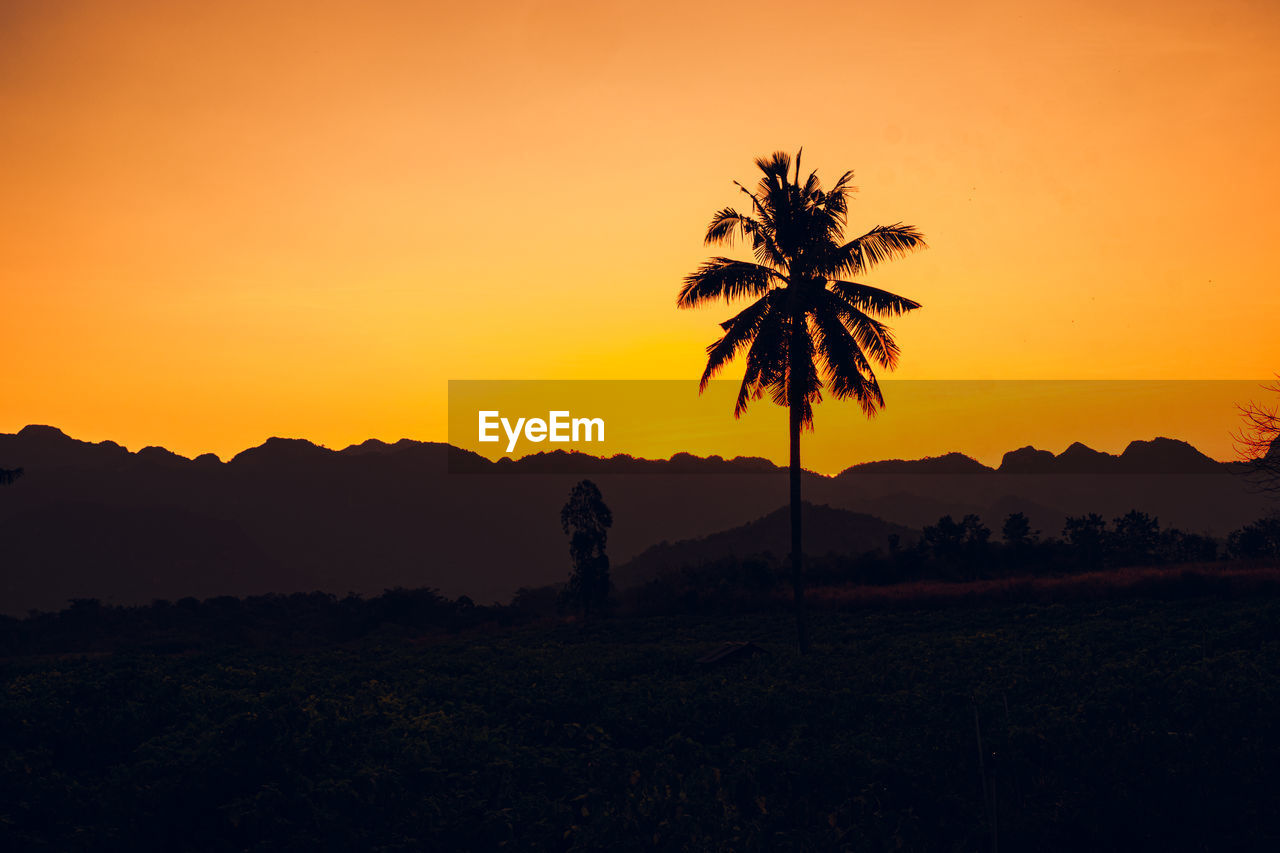 Palm tree silhouette background. california sunset landscape. tropical forest and mountains. 