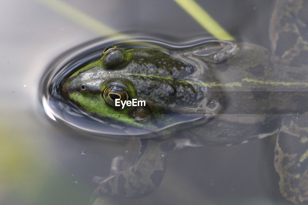 animal, animal themes, water, one animal, animal wildlife, amphibian, wildlife, close-up, reptile, frog, true frog, nature, macro photography, swimming, no people, animal body part, bullfrog, marine biology, green, animal head, sea, fish, outdoors, pond, animal eye, crocodile, underwater