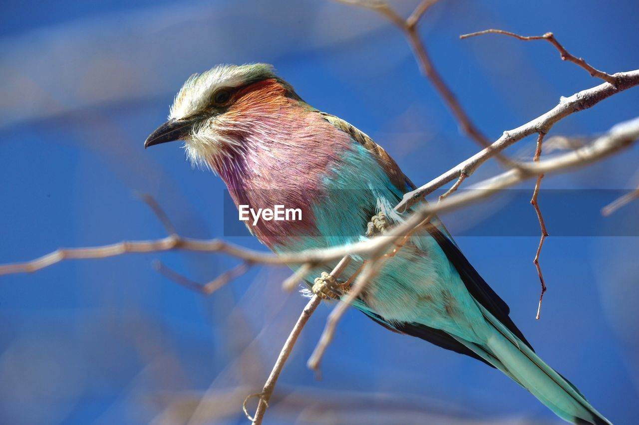 Close-up of bird perching on branch against sky