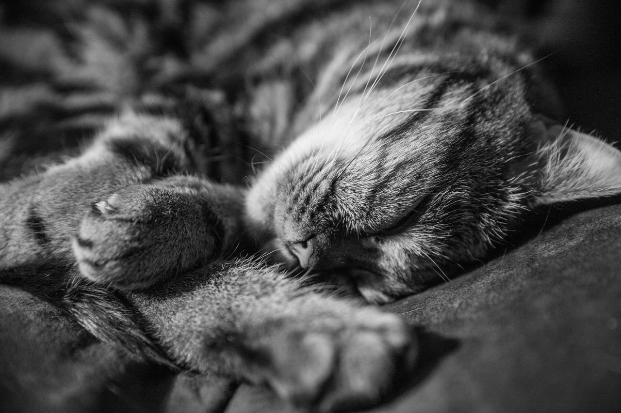 animal, animal themes, mammal, relaxation, close-up, one animal, pet, cat, domestic animals, black, nose, whiskers, sleeping, black and white, monochrome, resting, no people, kitten, monochrome photography, lying down, feline, domestic cat, eyes closed, indoors, animal body part, selective focus, snout, small to medium-sized cats, furniture, felidae