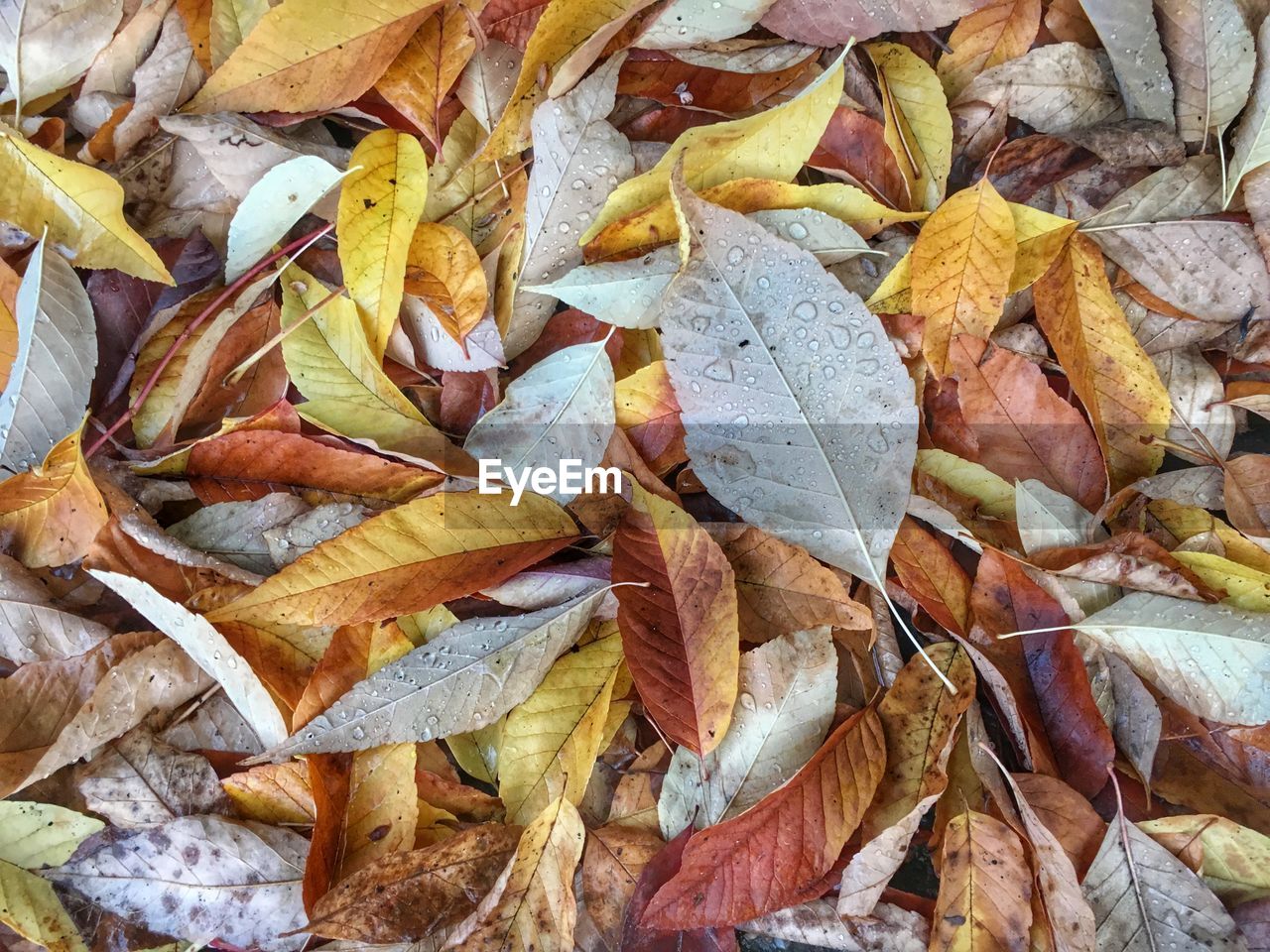 Full frame shot of rotting leaves