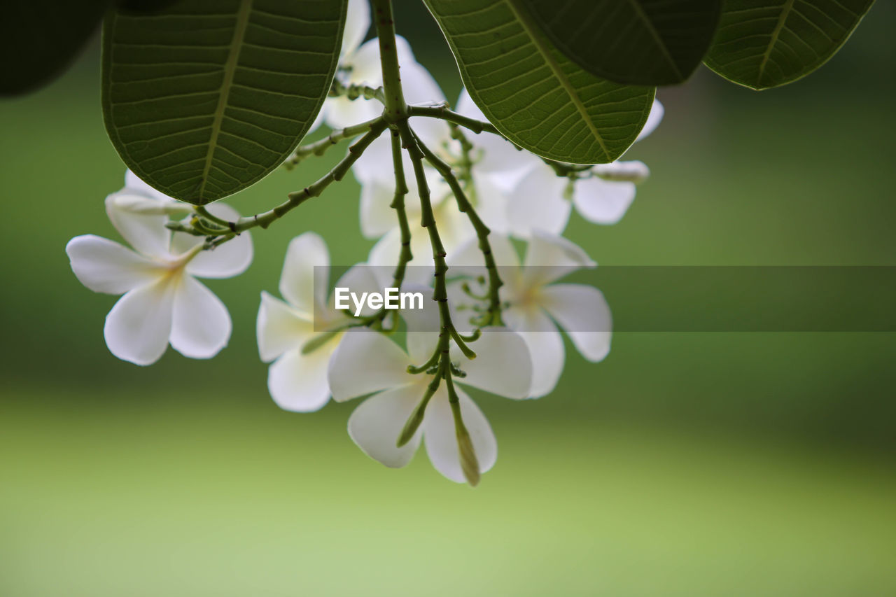 CLOSE-UP OF CHERRY BLOSSOM